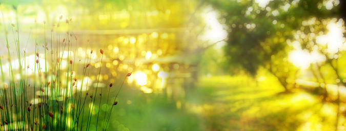 green yellow glass and blur summer tree in morning light nature banner background