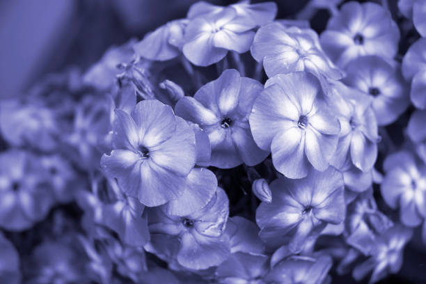 istock Color of 2022 year very peri. copy space 1364933665