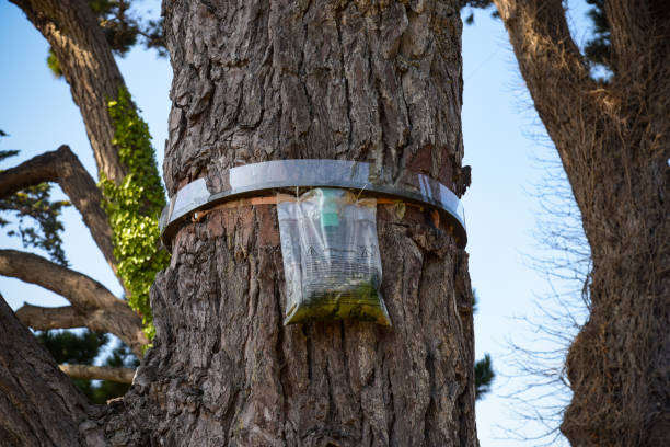 view on a nest box to fight processionary caterpillars fixed in a tree