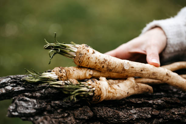 젊은 여자는 그녀의 손에 갓 수확 고추냉이를 보유하고 - horseradish 뉴스 사진 이미지