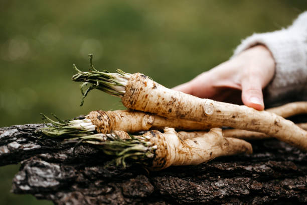 young woman holds freshly harvested horseradish in her hands young woman with wool sweater holds freshly harvested horseradish from her own garden in her hands horseradish stock pictures, royalty-free photos & images
