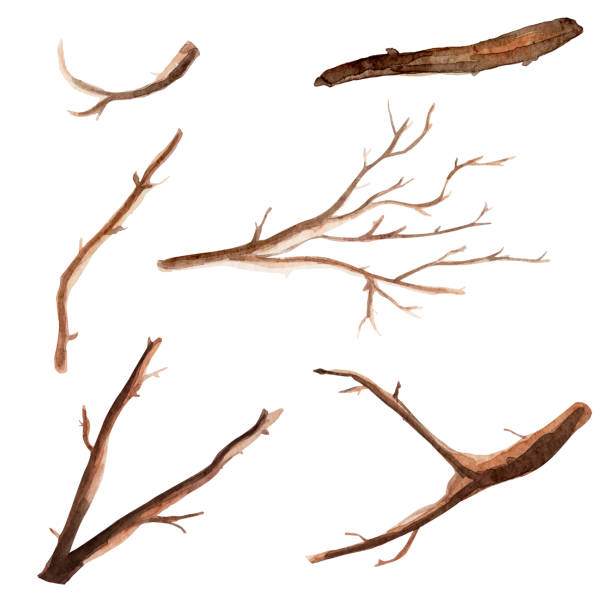 ветви дерева набор элементов акварели. - tree winter bird branch stock illustrations