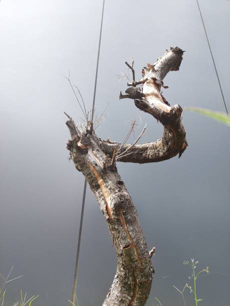 istock Dried aru stalks in the garden 1364936729