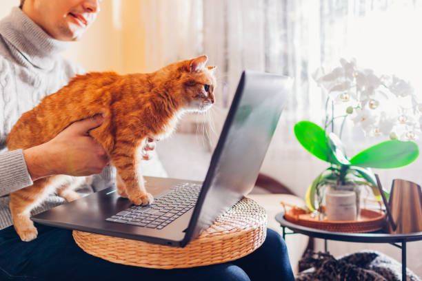 istock Young man working online from home with pet using laptop. Ginger cat looking at screen of computer. 1364937548