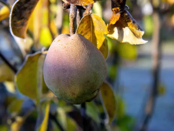 pear on a tree in frost, autumn