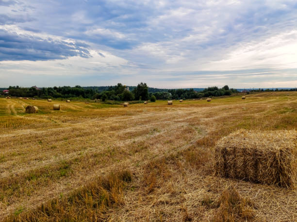 istock Straw in rolls on the field after harvesting. 1364939505
