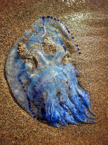 istock Jellyfish by the Marmara sea 04 1364939537
