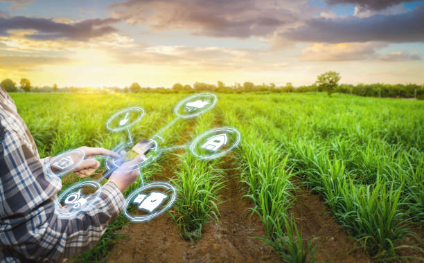 istock asian male farmer working in Sugarcane farm To collect data to study. Innovation technology for Develop farms to improve production efficiency. 1364940068