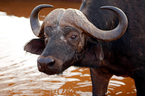 istock African Buffalo at Waterhole 1364940884