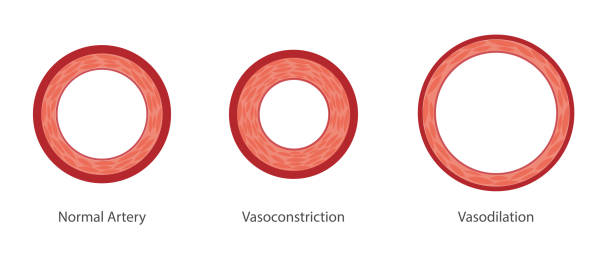 Vasodilation and Vasoconstriction illustration. Vasodilation and Vasoconstriction illustration. Different thickness of a artery vessel wall dilation stock illustrations