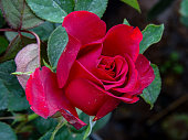 THE BLOSSOMING RED ROSE FLOWER
