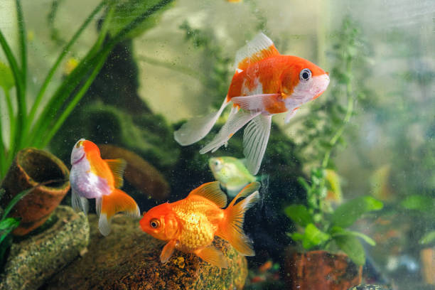 istock colorful goldfish. freshwater aquarium fish 1364941913