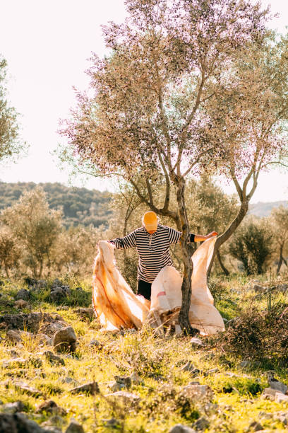istock Senior Woman Harvesting Olives 1364943547