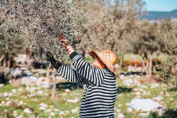 istock Senior Woman Harvesting Olives 1364943698