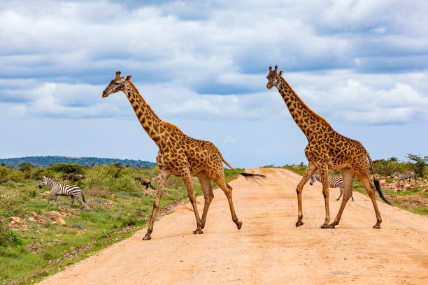 Two Female Masai Giraffes on the dirt road with Zebras at wild Two Female Masai Giraffes on the dirt road with Zebras at wild masai giraffe stock pictures, royalty-free photos & images