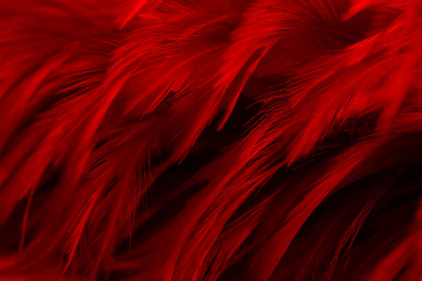 istock Beautiful Red Dark Feathers Texture Vintage Background. Swan Feathers 1364943779
