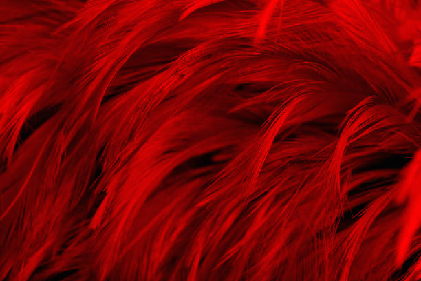 246.400+ Pluma Roja Fotografías de stock, fotos e imágenes libres de  derechos - iStock