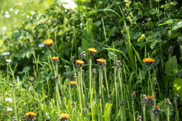 flowering hawkweed plants with hairy stems and orange petals in a meadow