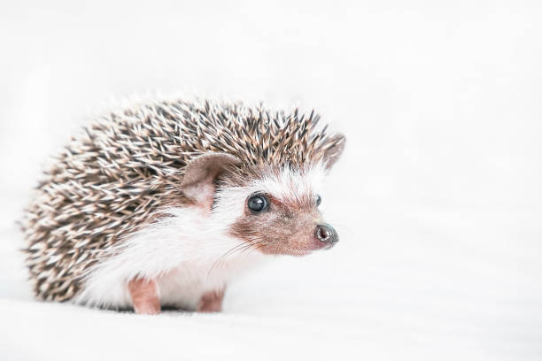 istock Decorative African hedgehog at home. Hedgehog as a pet. Horizontal photo with low depth of field and selective focus. Cute little pygmy hedgehog looks at the camera. Hedgehog on a light background 1364946053