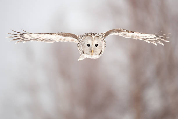 Chouette de l'Oural - Photo