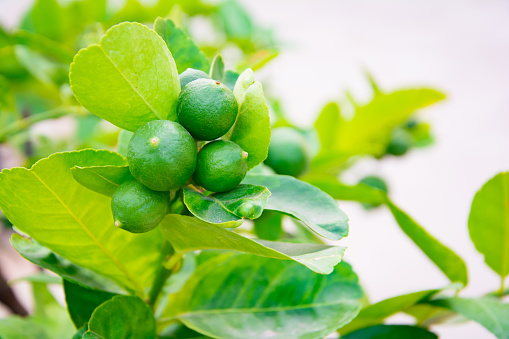 Green limes on the lime tree (Citrus aurantifolia), they are closely related to lemon. It has a sour taste and is an excellent source of vitamin C.