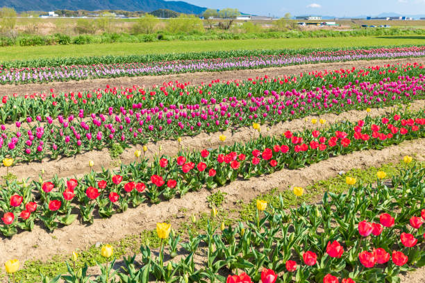 istock Blue sky and beautifully blooming tulips 1364950402
