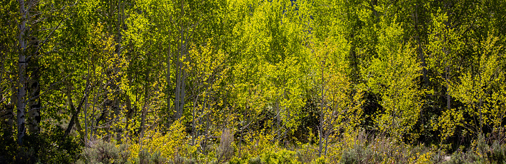 Aspen trees in spring with backlight in Jackson Hole, Wyoming, panorama