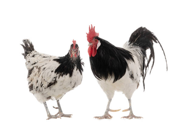 istock hen and rooster isolated on white background 1364950569