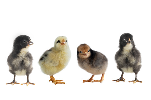 little chickens isolated on white background