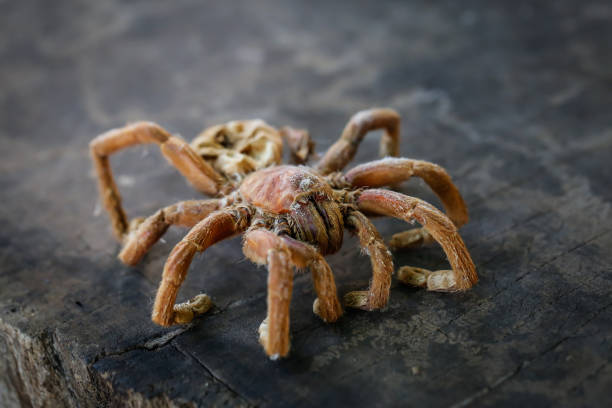 istock large brown spider on dark wood 1364950767