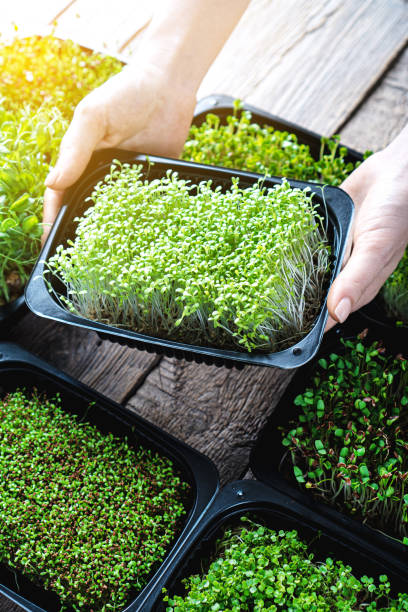 istock Microgreens in female hands. Vertical photography. 1364952676