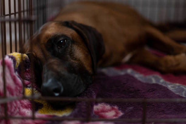 a dog in a cage. portrait of a red dog lying in a cage. plaintive eyes of the dog - dog sadness large isolated imagens e fotografias de stock