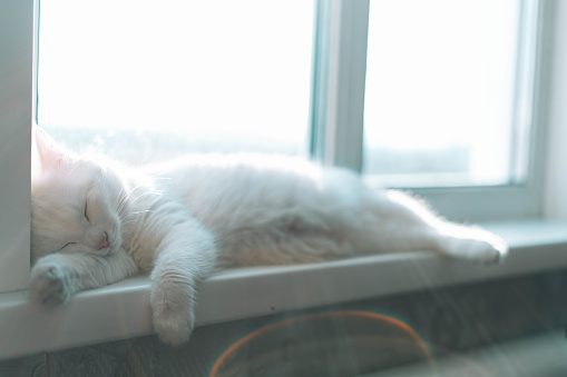 White cat lying on the windowsill.
