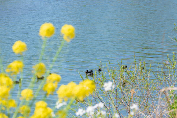Beautiful rape blossoms that bloom along the Onga River in spring