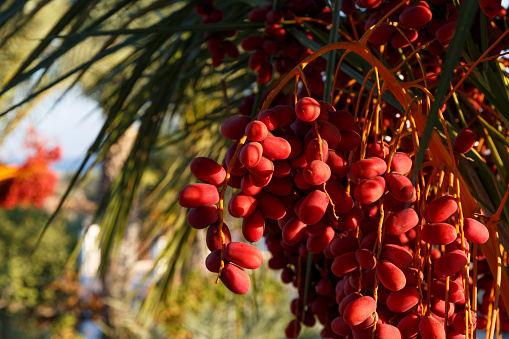 Delicious fresh dates growing on a palm tree. Fresh date palms that have an important place in advanced desert agriculture. Concept of harvesting, Date Palm. Raw Date Palm fruits growing on a tree.