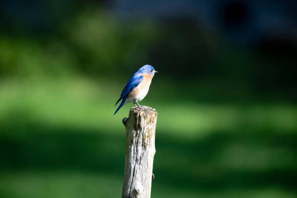 istock Male bluebird standing on a wooden post 1364954533