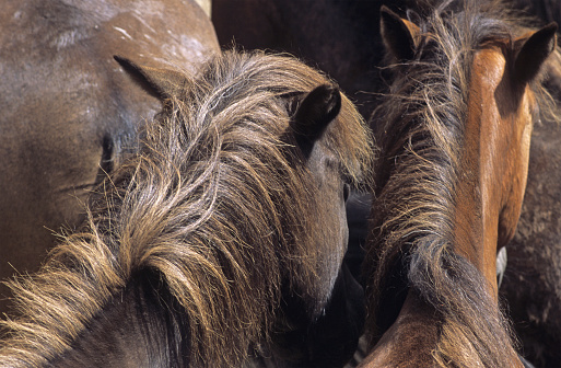 rear view of young wild horses