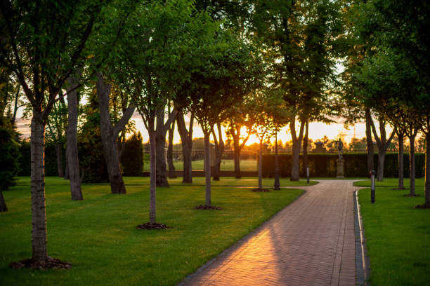 Dawn in a park with trees and an alley."n - fotografia de stock