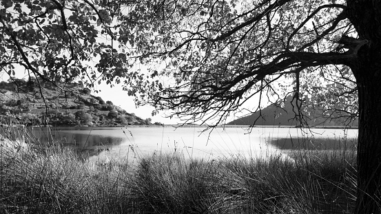 A black and white scene of a lake with dense trees enclosing the serene waters. The contrast between the dark tree trunks and the shimmering lake creates a stark visual impact.