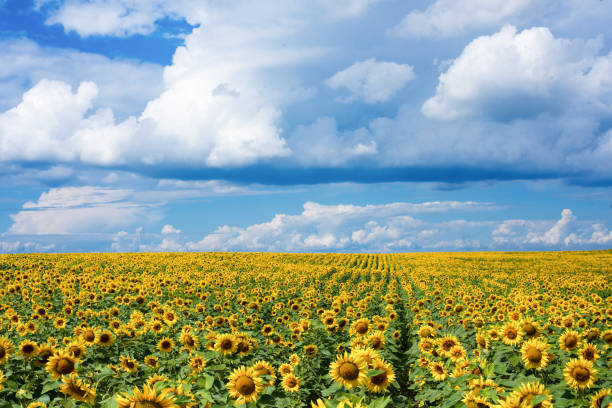 Free Stock Photo of Field of Sunflowers Under Cloudy Sky | Download ...