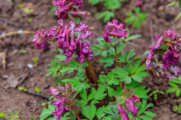 봄 숲에 보라색 현호색속 꽃 - corydalis 뉴스 사진 이미지