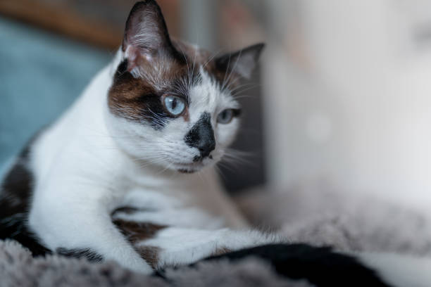 istock black and white cat with blue eyes on a blanket. close up 1364958727