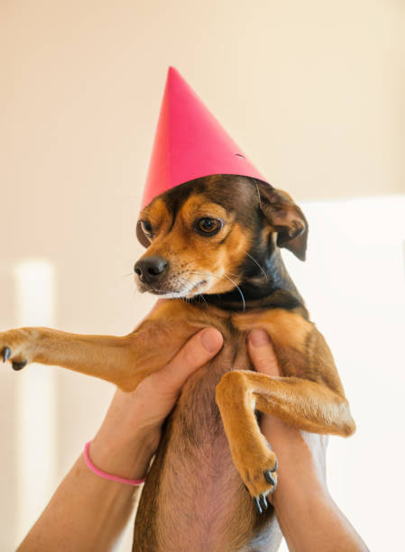 istock Funny little dog with a cap. 1364958886
