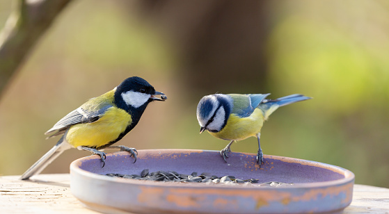 Little songbirds perching on a bird feeder. Great Tit and blue tit