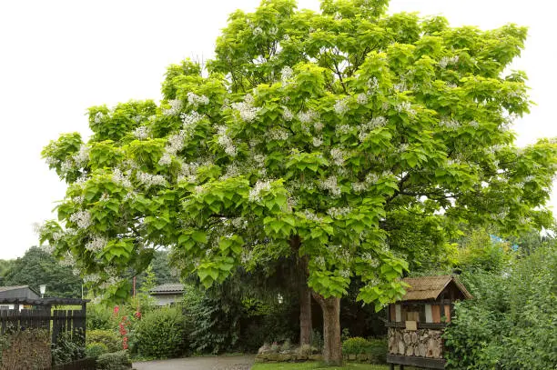 Tree with large white flowers Catalpa Bignonioides