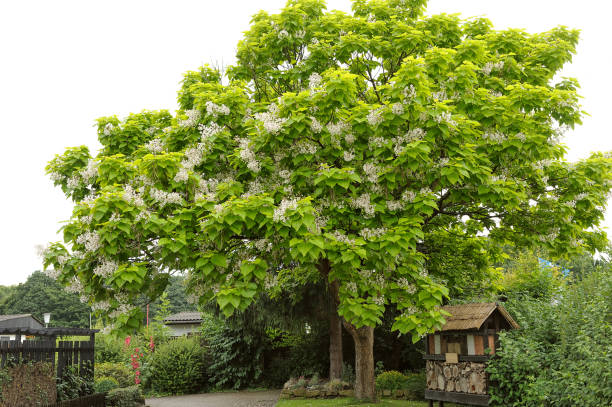 Catalpa bignonioides - fotografia de stock