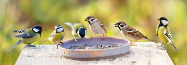 Group of little birds perching on a bird feeder
