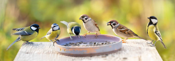 Group of little birds perching on a bird feeder Group of little birds perching on a bird feeder with sunflower seeds song sparrow stock pictures, royalty-free photos & images