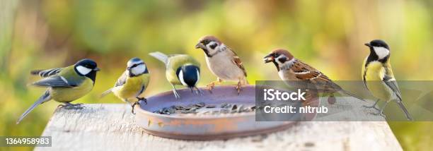 Group Of Little Birds Perching On A Bird Feeder Stock Photo - Download Image Now - Feeding, Song Sparrow, Bird