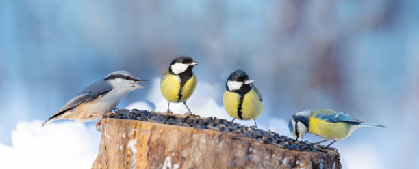 istock Group of little birds perching on a bird feeder. Winter time 1364959054